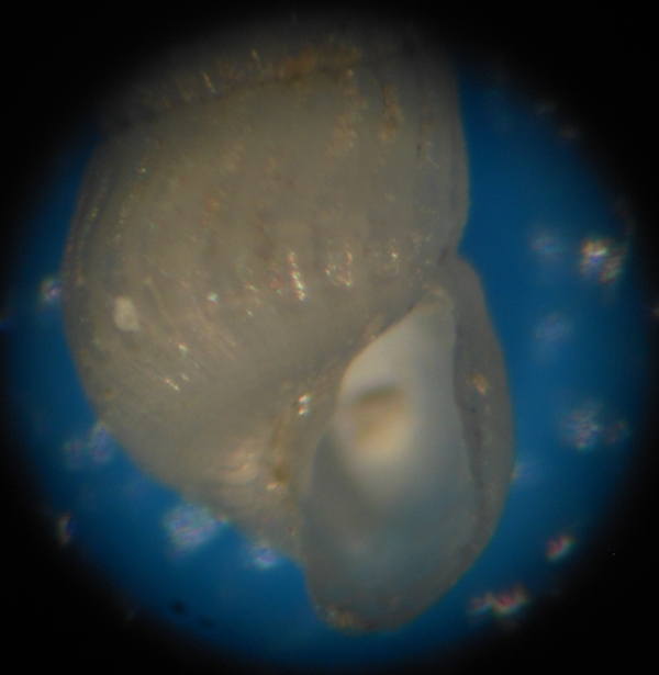 Parthenina indistincta?